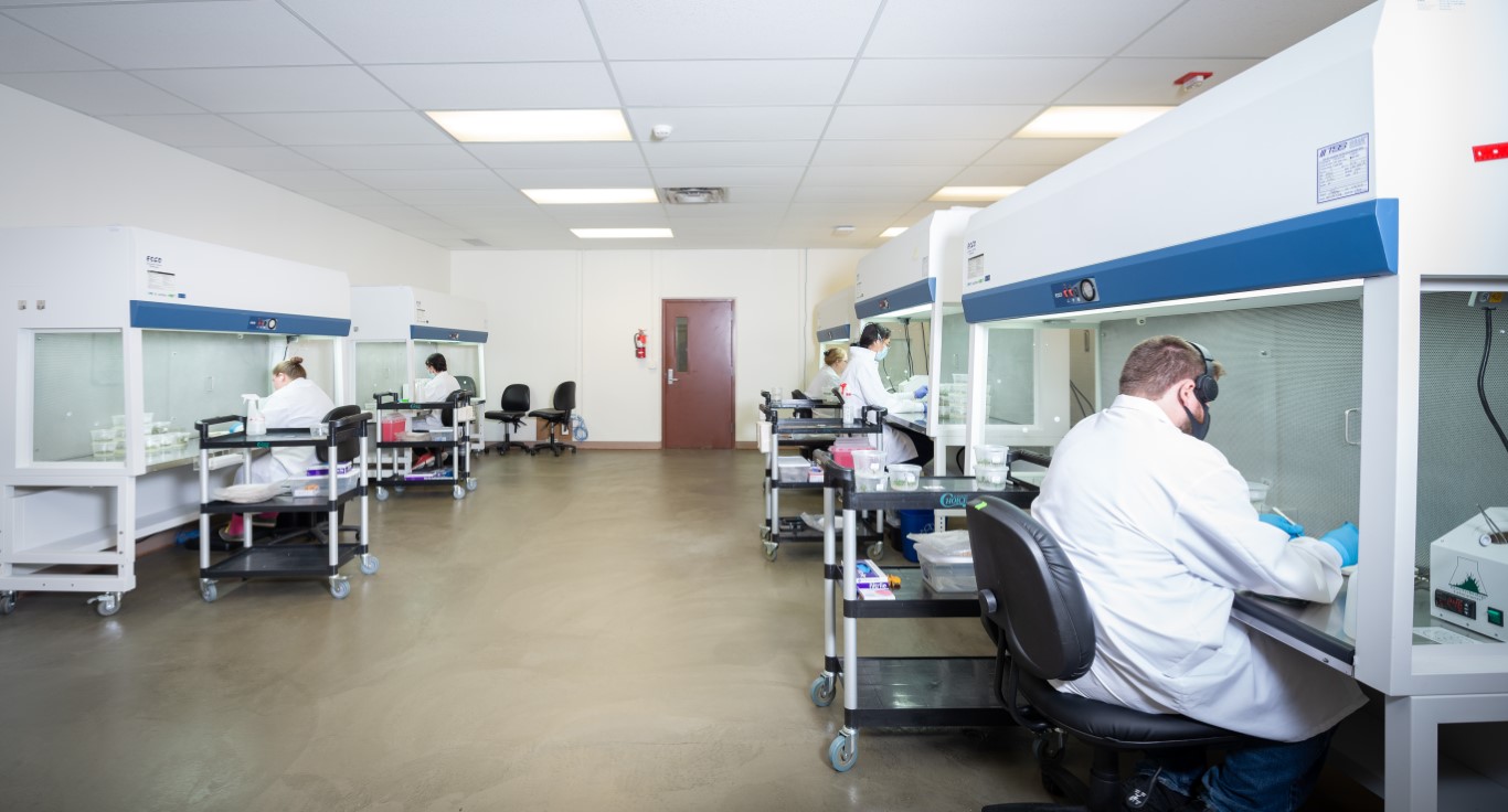 Qualterra Micropropagation lab 2