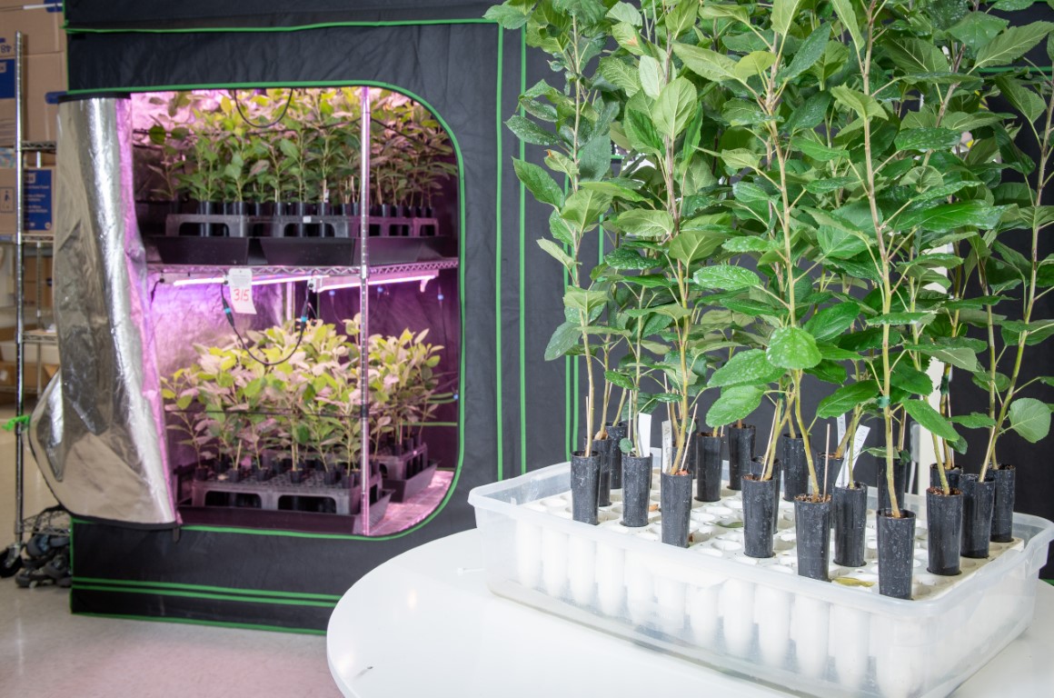 Qualterra Micropropagation lab - Acclimation Room 2