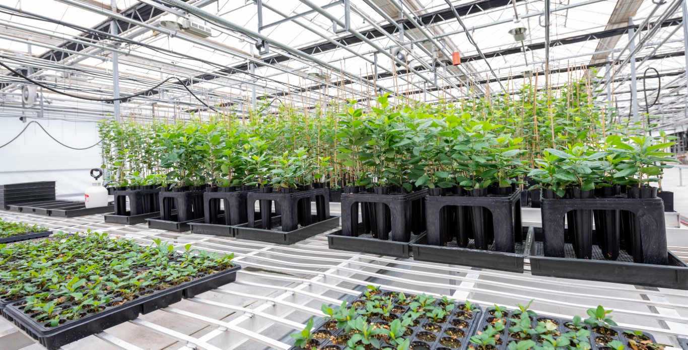 Qualterra Greenhouse Plants 2