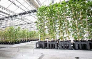 Qualterra Greenhouse Plants 3