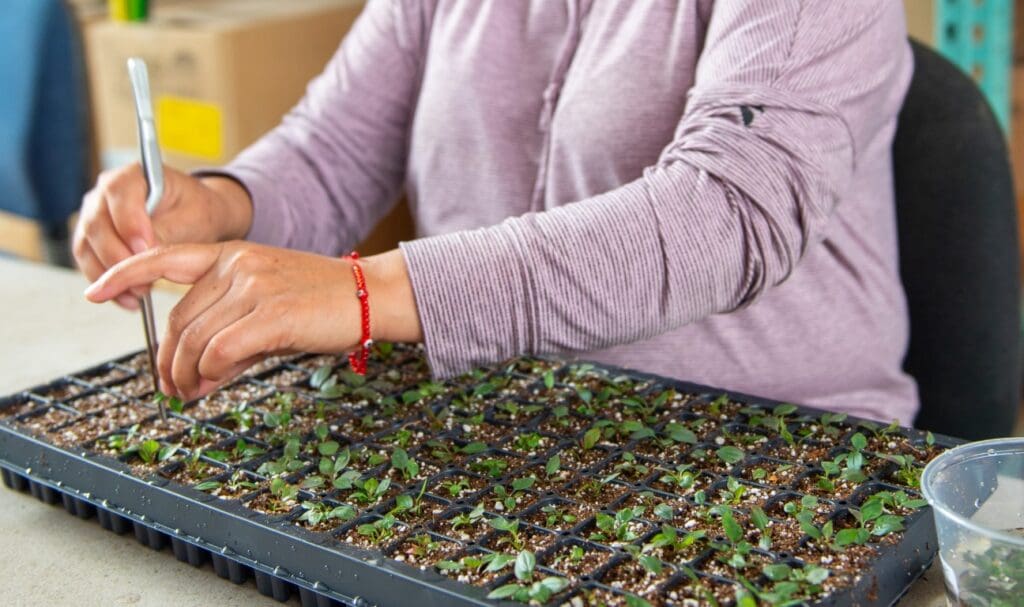 Qualterra Greenhouse Transplanting