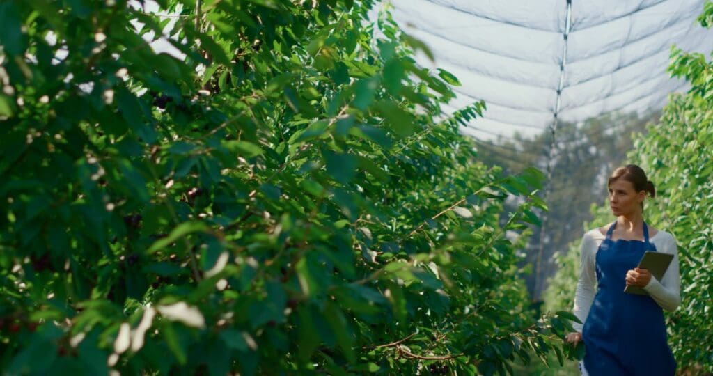 Woman farmer analysing plants quality with tablet in modern sunny greenhouse